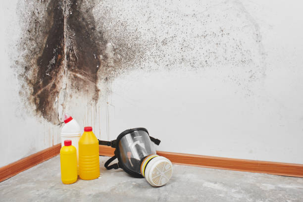 Best HVAC Mold Remediation in Tappahannock, VA