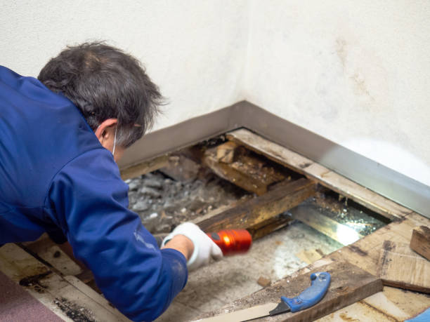 Best Basement Mold Remediation in Tappahannock, VA